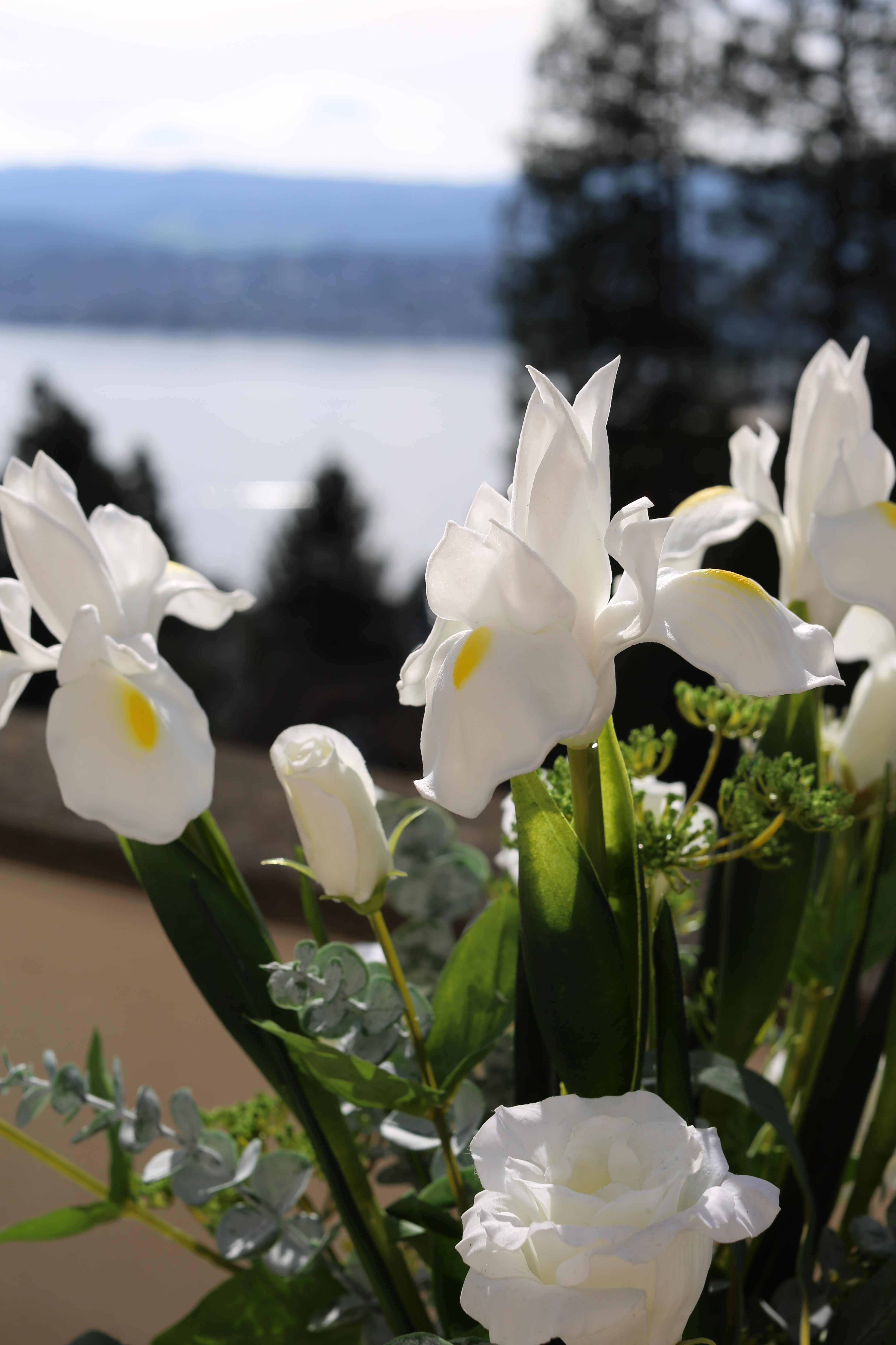 Iris Rêve Blanc