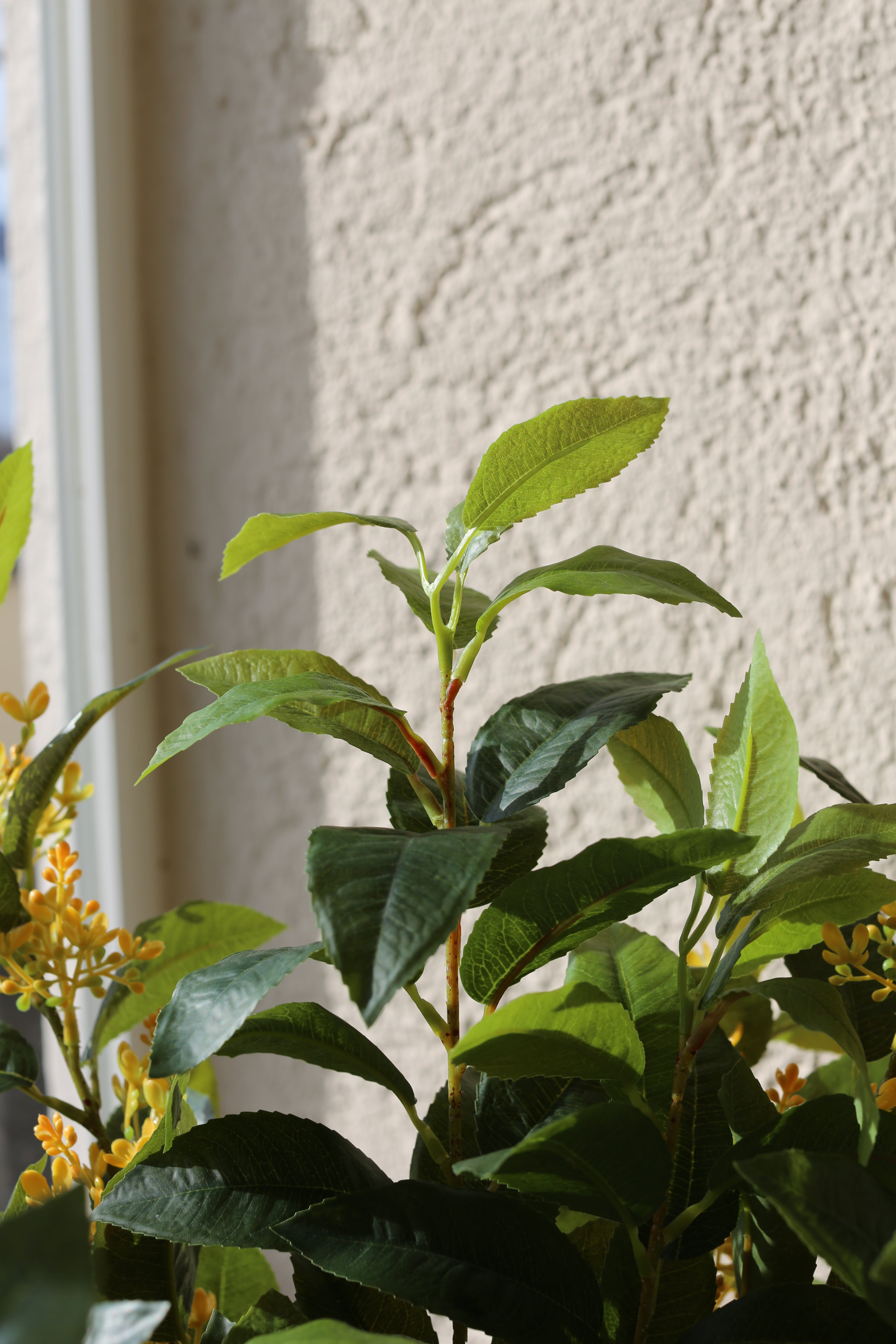 Sweet Olive Bush Yellow