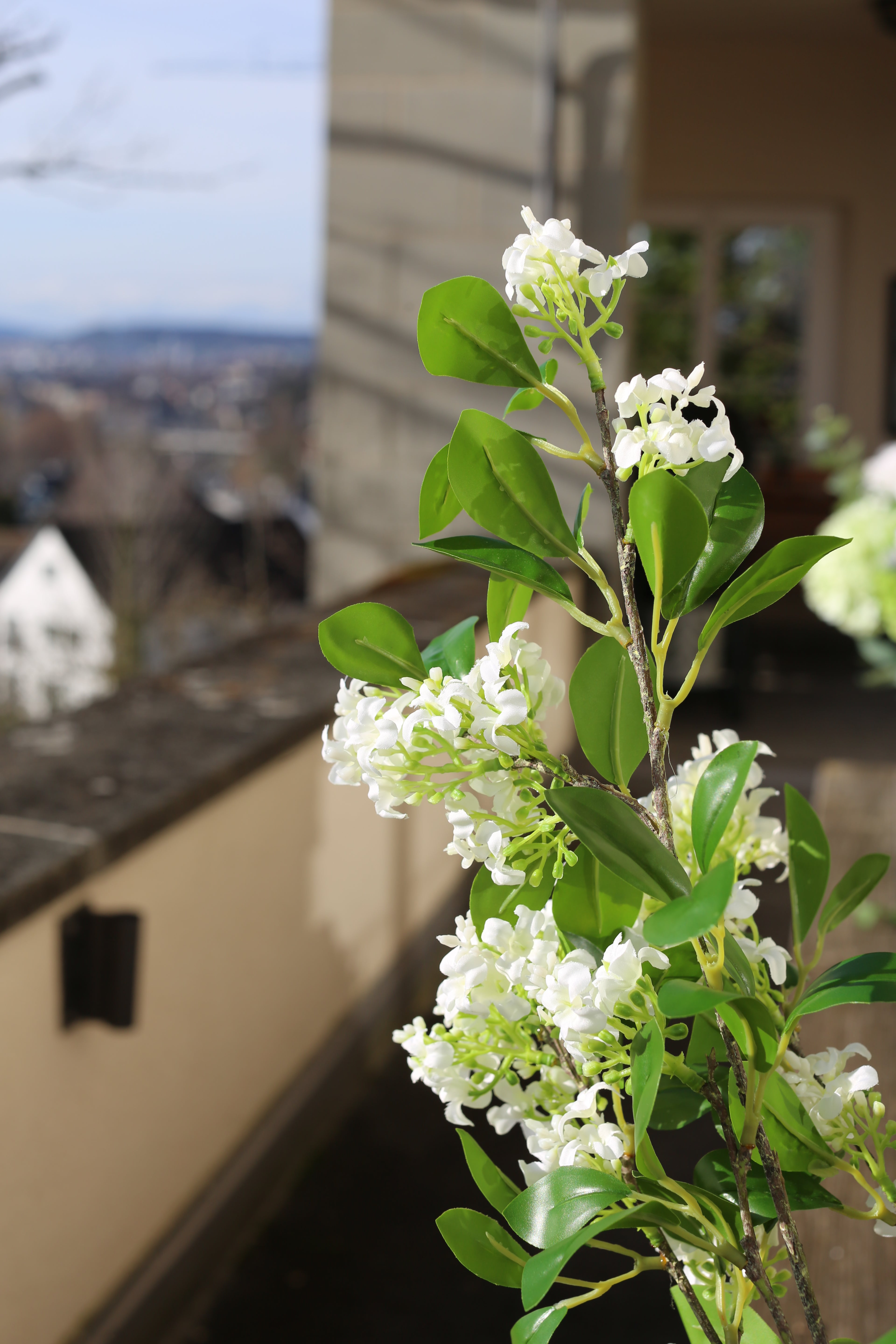 Weißer Flieder, 6 Zweige