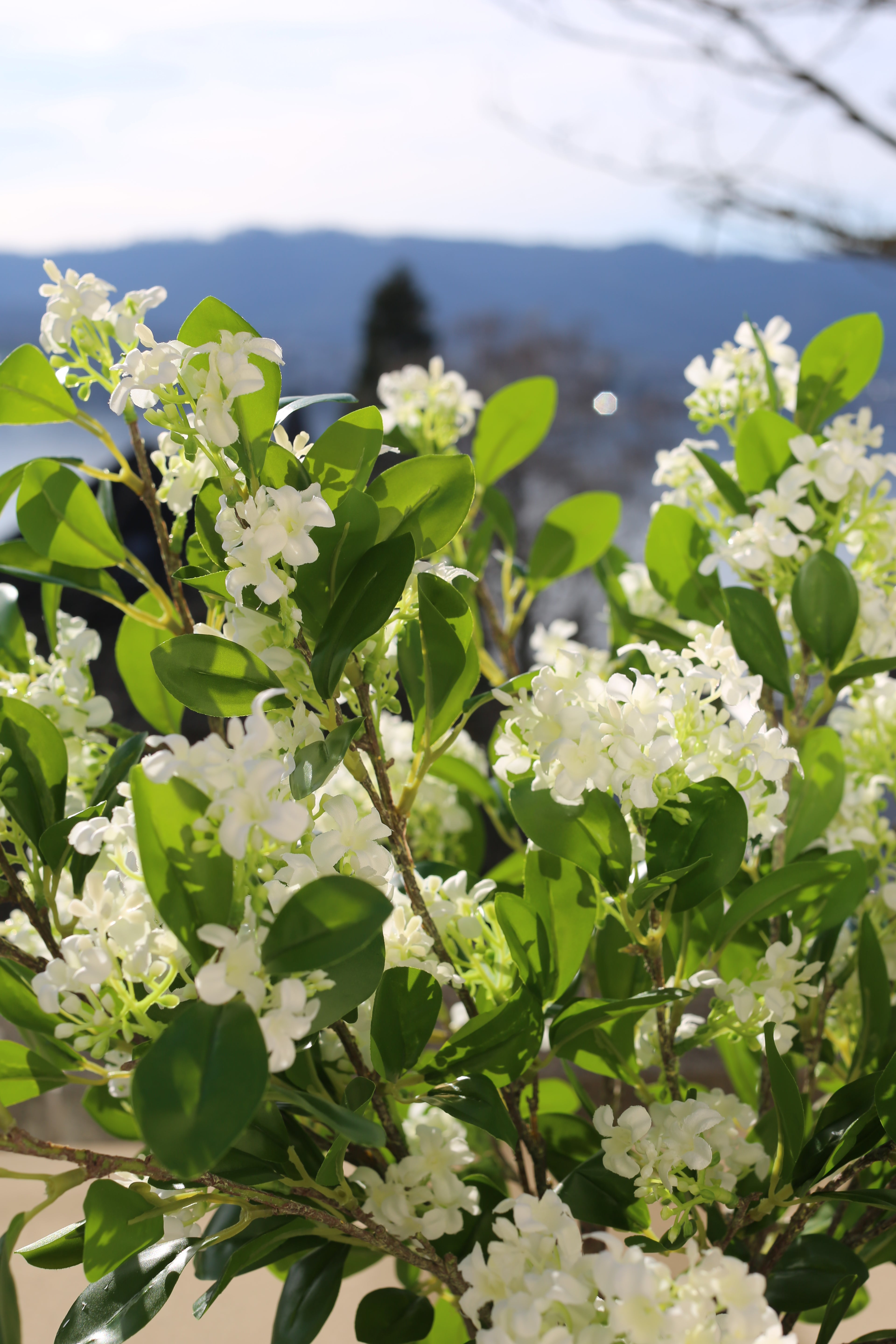 Lilas Blanc 9 Branches