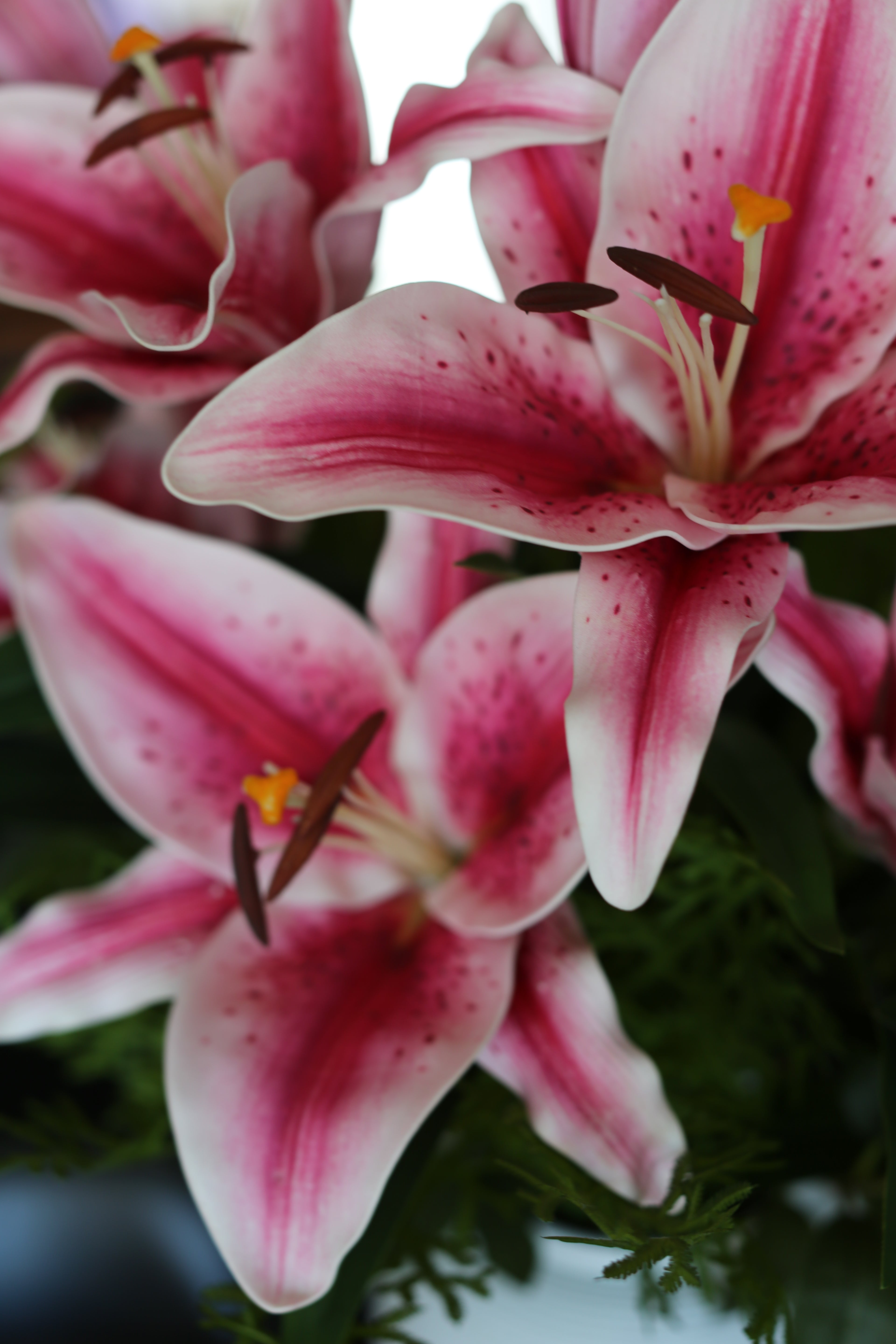 Bouquet De Lys Stargazer Rose