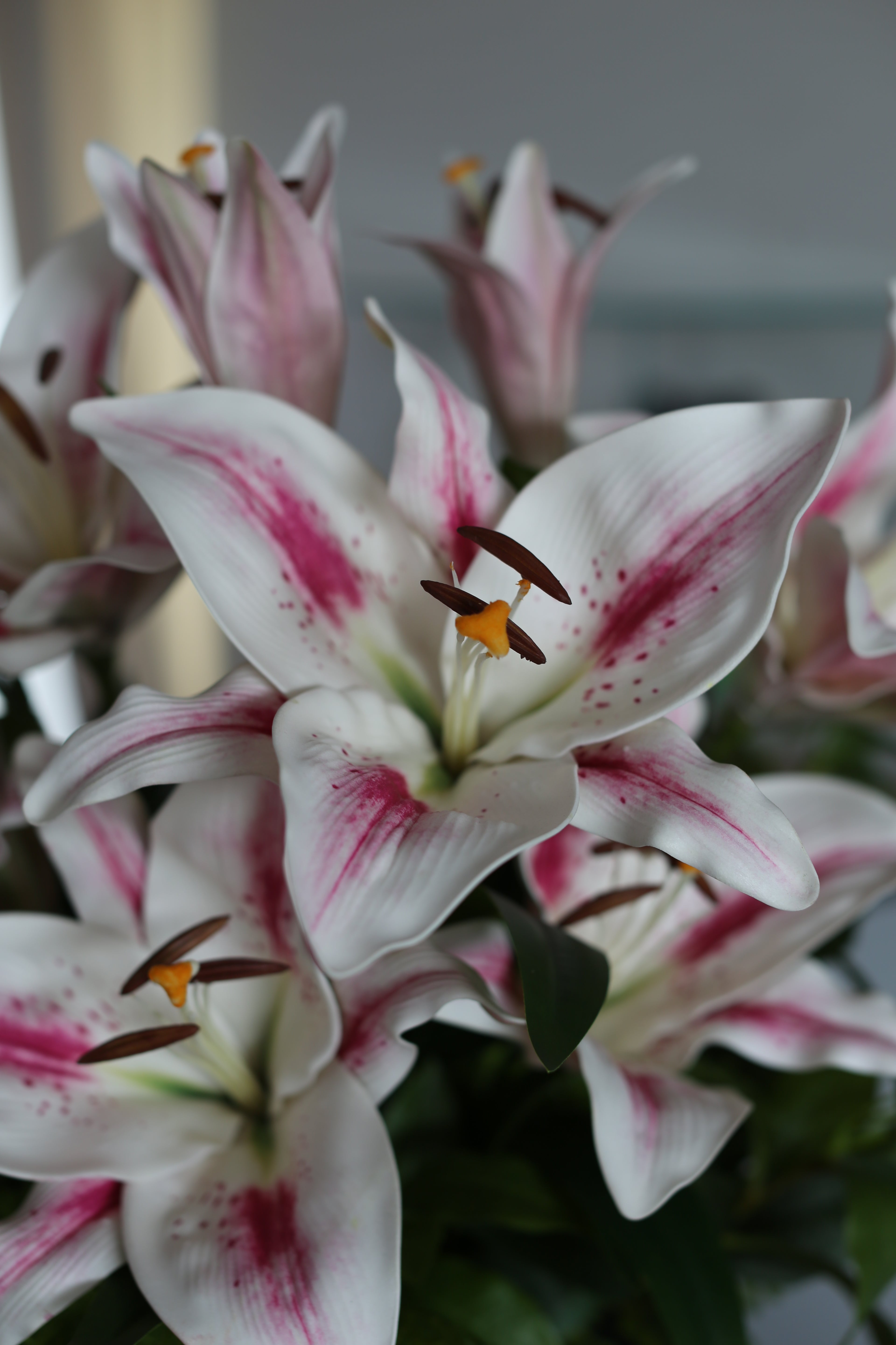 Weißer und rosafarbener Stargazer-Lilienstrauß