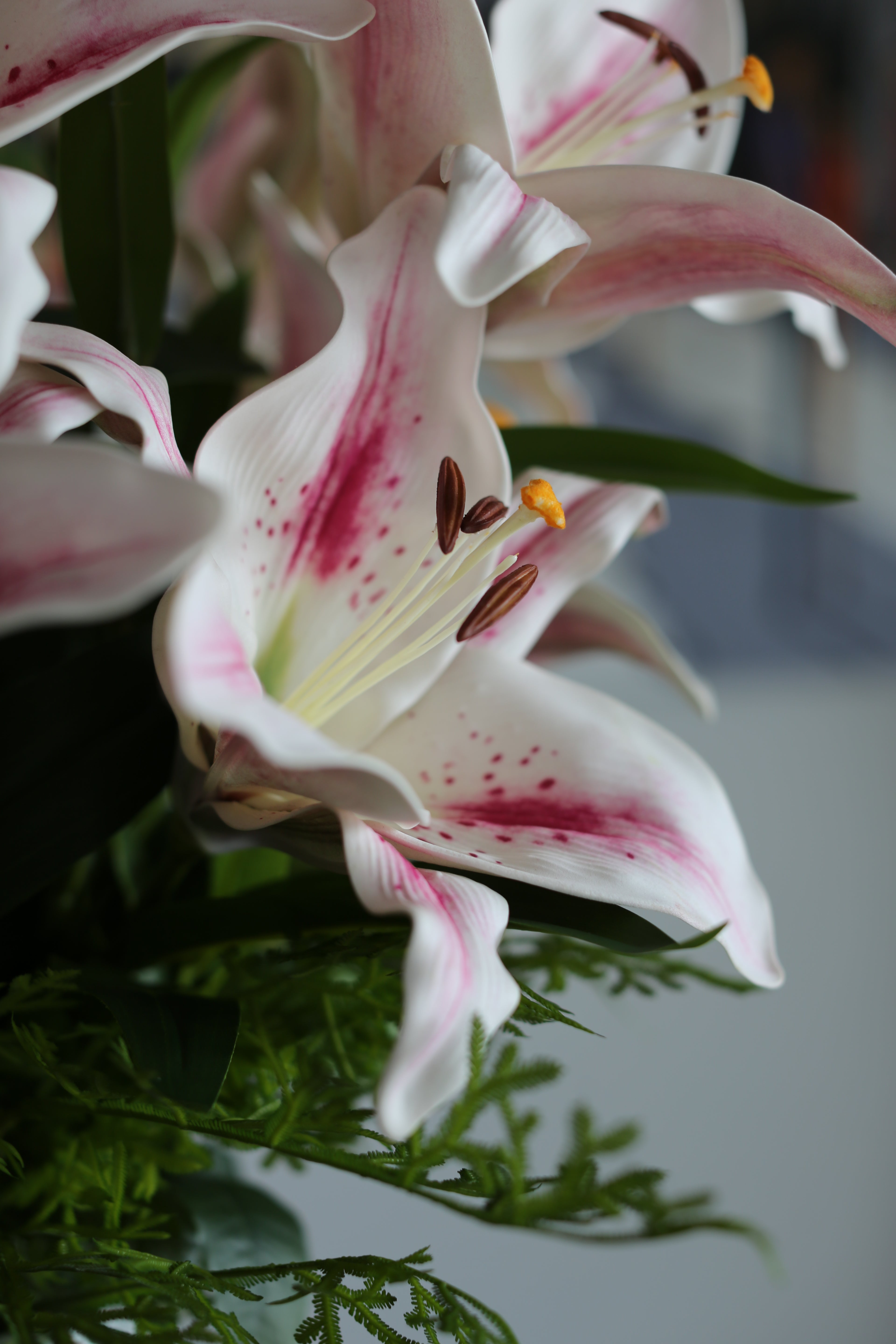 White & Pink Stargazer Lily Bouquet