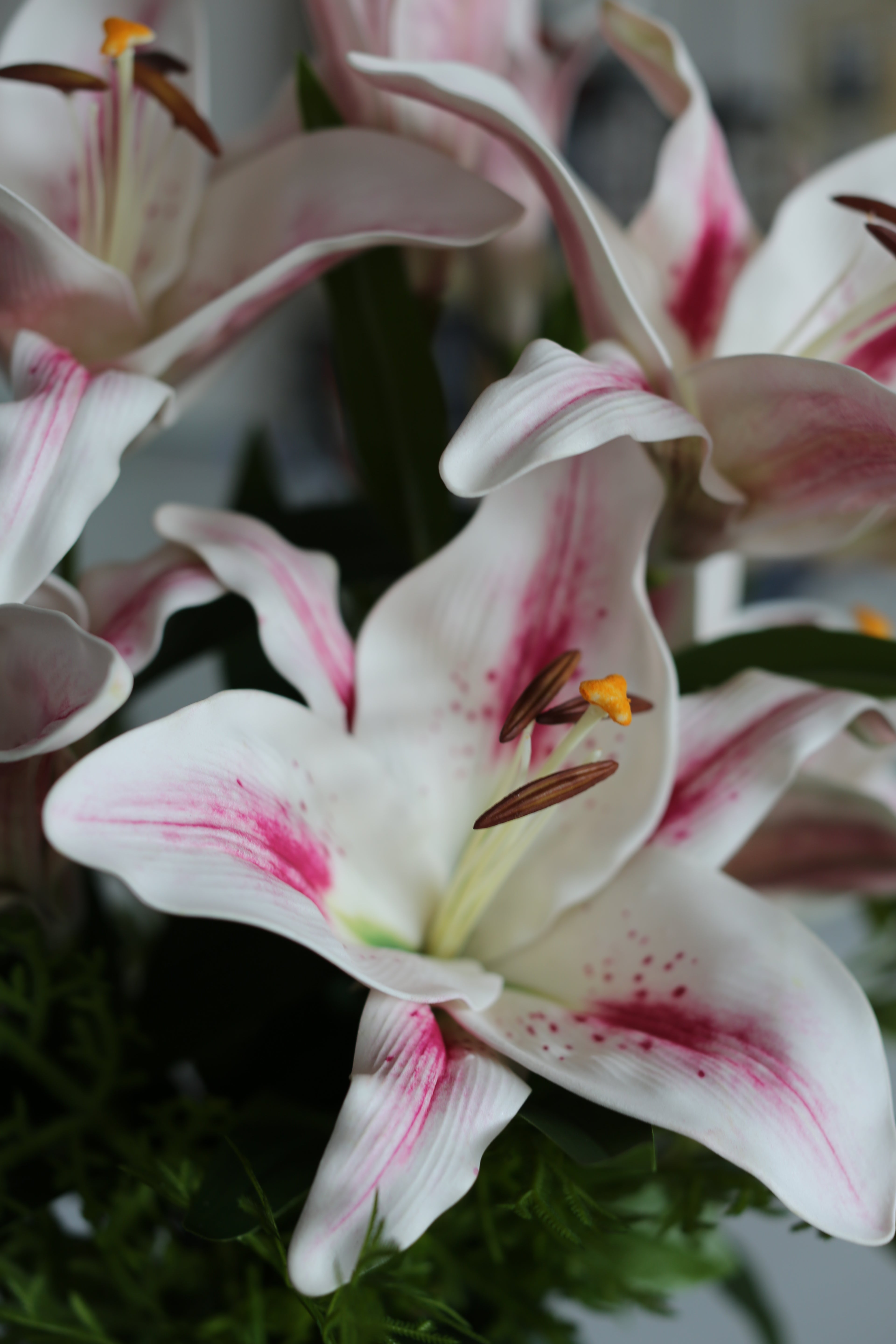 White & Pink Stargazer Lily Bouquet